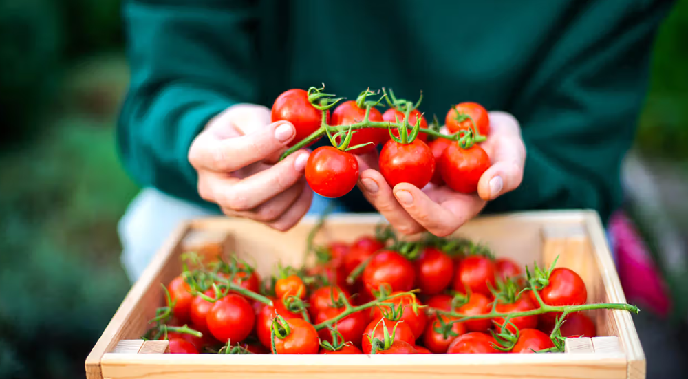 9 Foods That May Support Skin Health and Protection